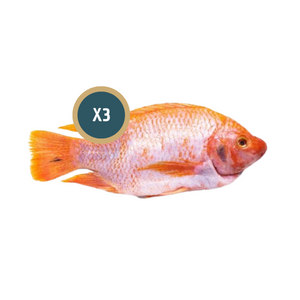 🐟✝️ COMBO CUARESMA ✝️🐟