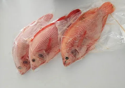 🐟 MOJARRA ROJA 🐟