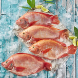 🐟 MOJARRA ROJA 🐟