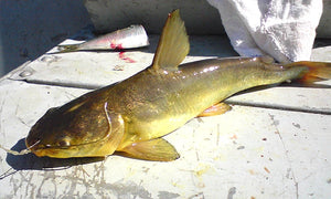 🐟 BAGRE DORADO 🐟 (PRODUCTO PREMIUM) 🏆