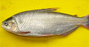 🐟 SABALO O YAMU 🐟